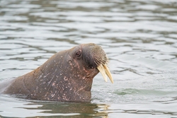 Walrus 1