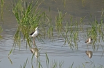Black-winged Stilt