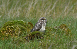 Short-eared owl