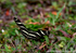 FLI004: Zebra longwing butterfly