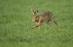 Brown Hare ref bh 2