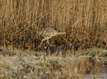 BITTERN, LEIGHTON MOSS, JAN 2011