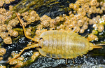 Cornish Marine Life portfolio