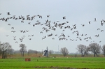Barnacle Geese