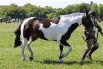 SIAL4165