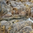 F-03-Beautiful Barnacles