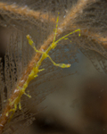 Pseudoprotella phasma