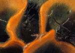 Pentapora foliacea