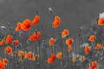 Dancing of Poppies, Ireland.