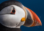 The Beak