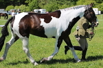 SIAL4167