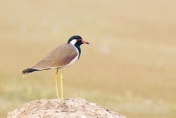 Red Wattled Lapwing