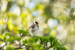 Goldfinch (Carduelis carduelis) enjoying the sun along the towpa