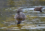 Eider