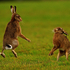 Brown Hares boxing