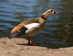 Egyptian Goose
