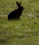 Mountain Hare, Isle of Mull ref mh8