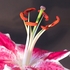 Lily-1-1231a