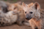 Hyena pup with suckling youngsters