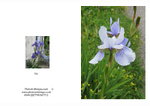 010 Iris