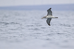 Salvin's Albatross low over sea, Chile
