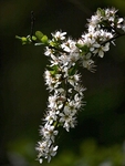 Thorny Blossom