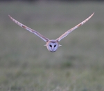 Barn Owl
