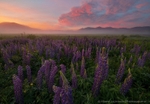 Lupine Flames