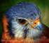 Kestrel Eye