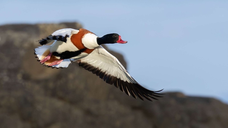Shelduck - Kildonan - Isle of Arran - Scotland