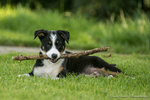 Skye Sheepdog Puppy 4