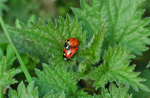 Seven-spot Ladybird