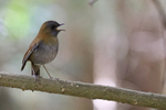 Black-billed Nightingale-Thrush singing, Costa Rica