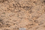 231028A-102942-00438