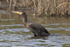 Cormorant at the first screen, Otmoor