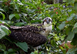 Osprey_0004