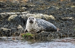 Common Seal