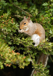 Grey Squirrel