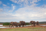 Elephant herd at waterhole