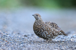 Female Spruce Grouse, Lake Clark National Park, Alaska
