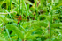 4 spotted chaser Libellula quadrimaculata-7090