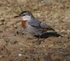 Kruper's Nuthatch