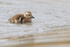Steamerduck duckling swimming, Carcass Island, Falklands