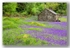 St Johns bluebell church