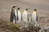Four King Penguins, Saunders Island, Falklands