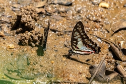 Common Jay