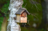 Red Squirrel