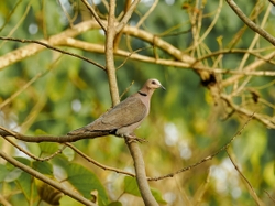 Red eyed dove