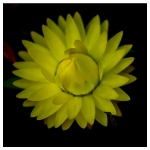 Flowers - Studio Series-4