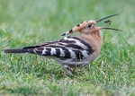 Hoopoe portfolio